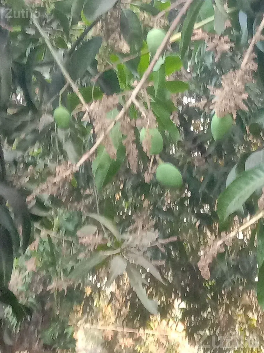 Kesar Mango Orchard Lease in Talala - જમીન અને પ્લોટ - તલાલા - Image 2