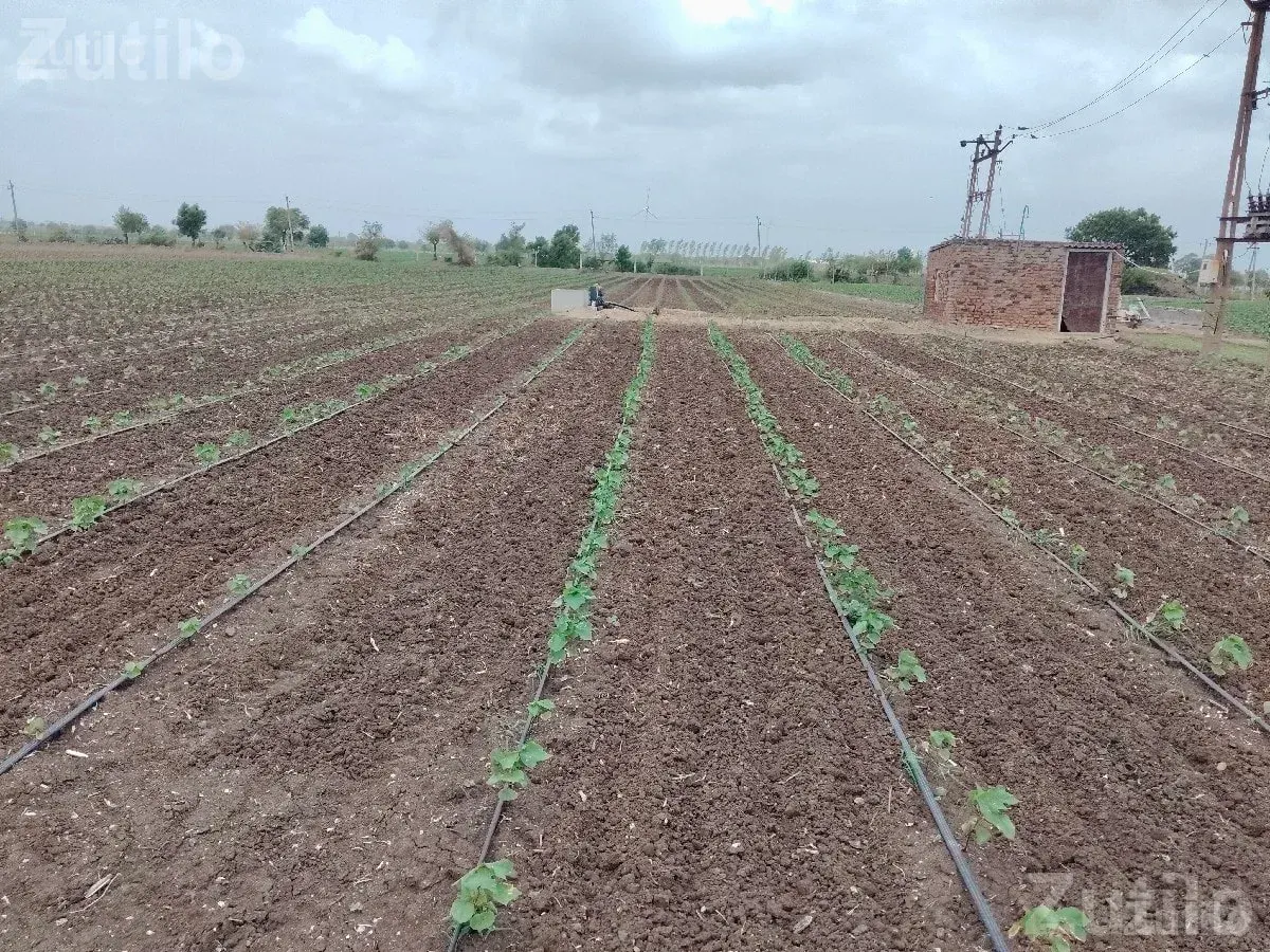 Agricultural Land Plot for Sale - જમીન અને પ્લોટ - વાંકાનેર - Image 3