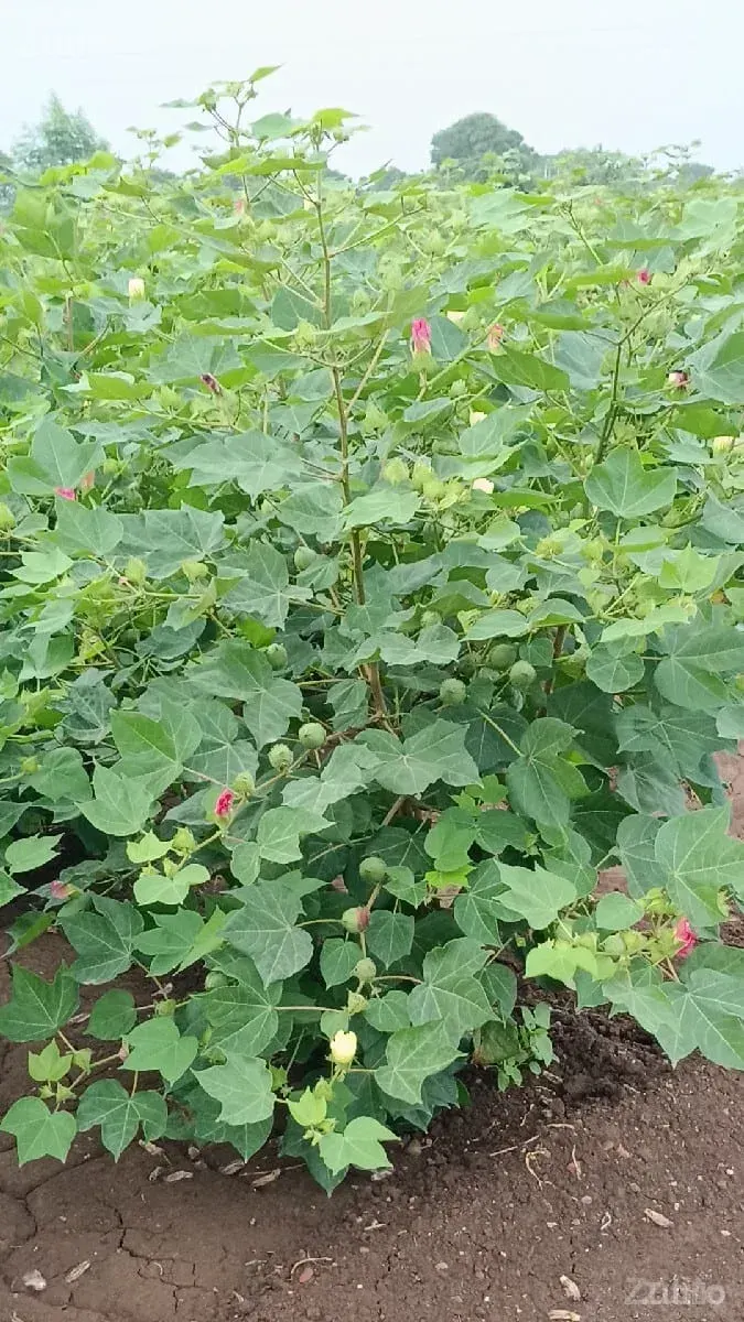 જમીન લેવા માટે મળો - જમીન અને પ્લોટ - ધારી - Image 3
