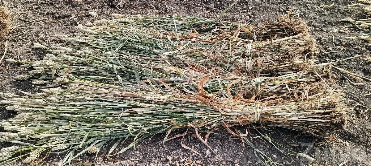 Fresh Jowar Fodder Bundles for Sale - Seeds & Fertilizers - Chhaya - Image 3