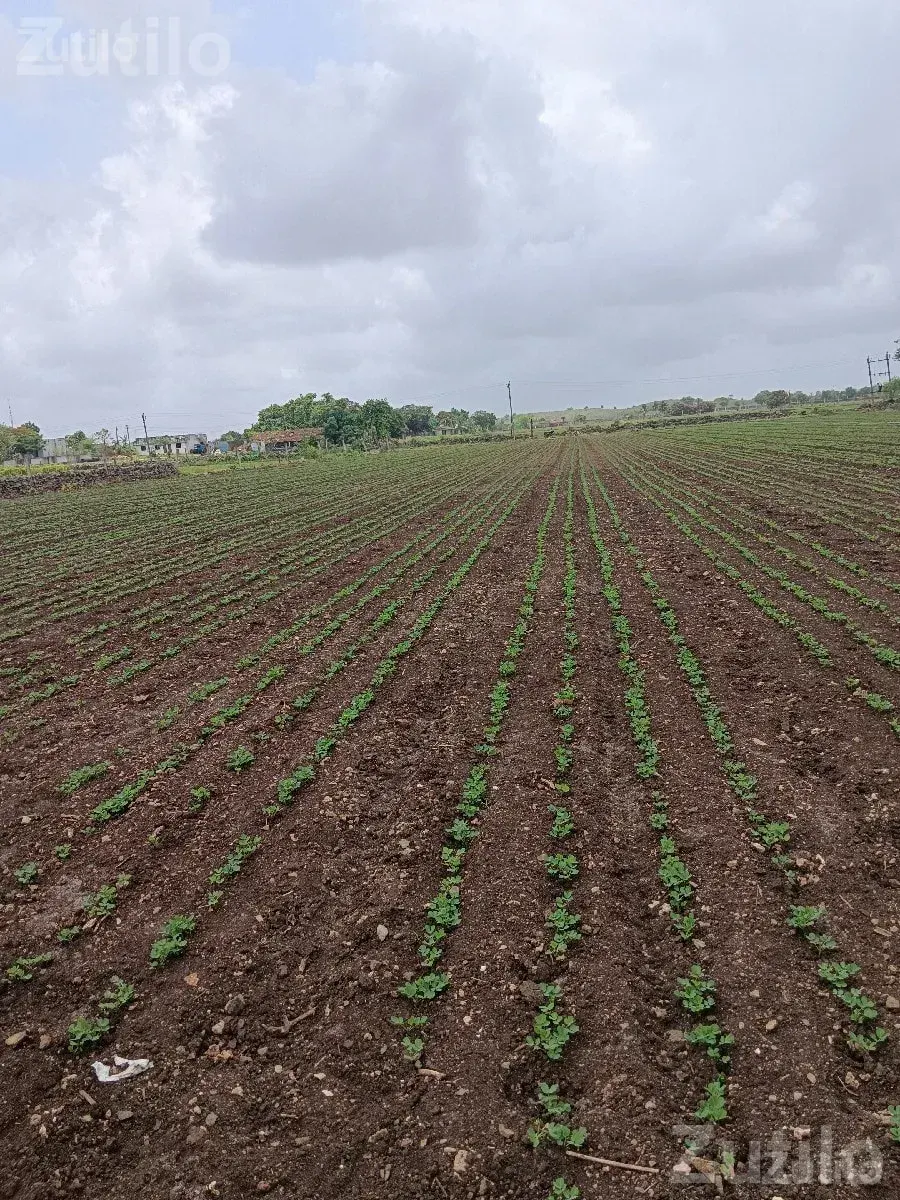 Five Vigha Agricultural Land with Well and Drip - Land & Plots - Dhokadva - Image 3