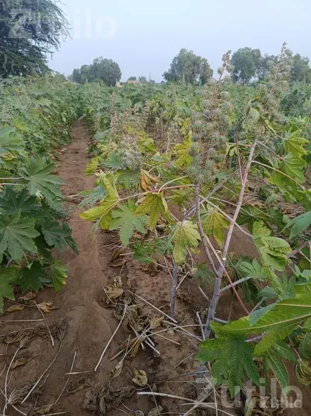 Land Plot for Sale in Bharda Wankaner - Land & Plots - Wankaner - Image 3