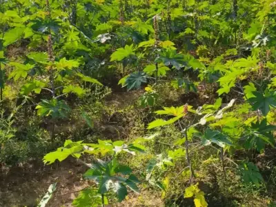 1 Bigha Agricultural Land for Sale