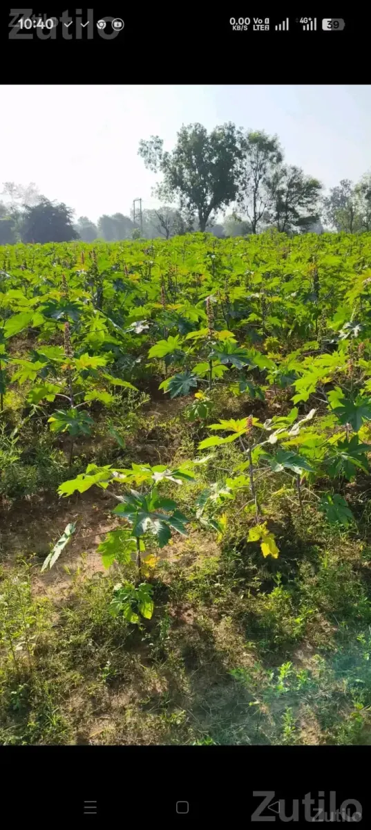 1 Bigha Agricultural Land for Sale - Land & Plots - Himmatnagar - Image 1
