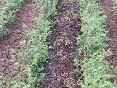 Fertile Agricultural Land Wanted Fertile Agricultural Land Wanted