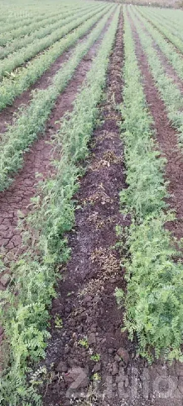 Fertile Agricultural Land Wanted - જમીન અને પ્લોટ - જામજોધપુર - Image 1
