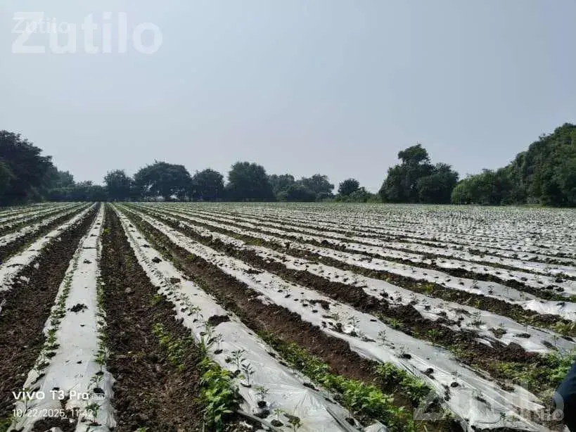 5.5 Vigha Agricultural Land for Sale - Land & Plots - Bagasara - Image 4