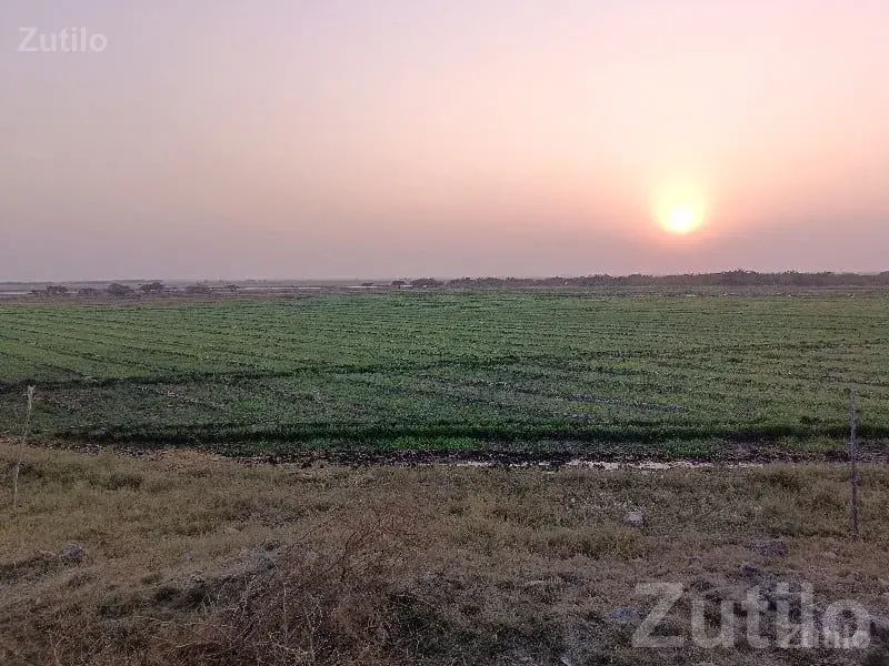 Open Green Agricultural Plot in Chhaya - Land & Plots - Chhaya - Image 3