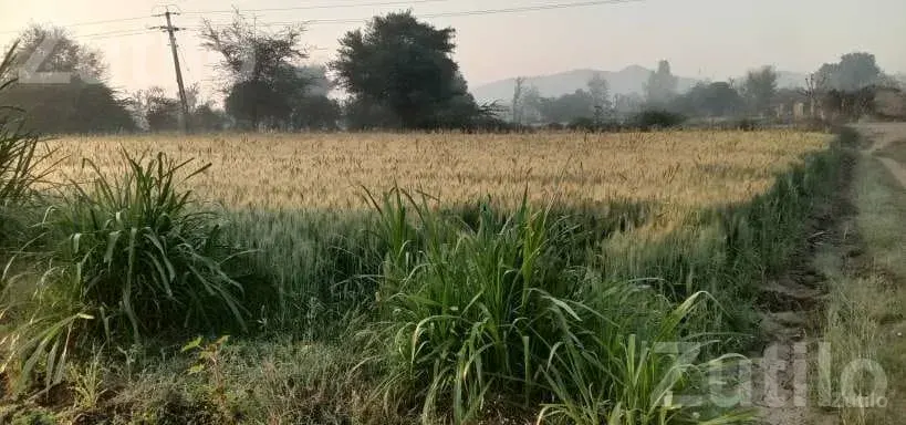 6.20 Bigha Agricultural Land for Sale - Land & Plots - Palanpur - Image 2