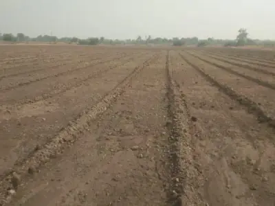 80 Vigha Fertile Farm Land, One Piece Plot 80 Vigha Fertile Farm Land, One Piece Plot