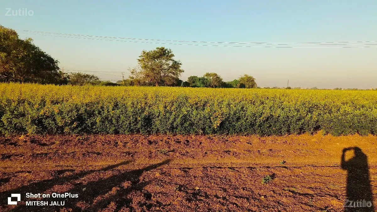 2.5વિઘા જમીન...... - Land & Plots - Manavadar - Image 2
