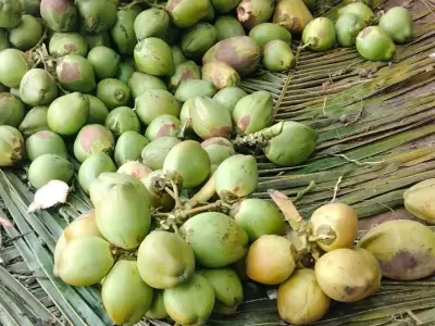 kheti kam mate lebour kheti kam mate lebour