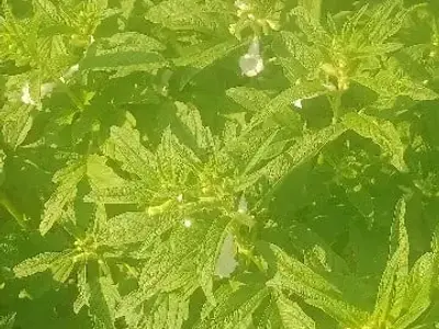 Fertile Green Farmland Plot for Lease Fertile Green Farmland Plot for Lease