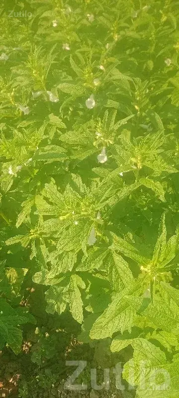 Fertile Green Farmland Plot for Lease - જમીન અને પ્લોટ - કલાવડ - Image 1