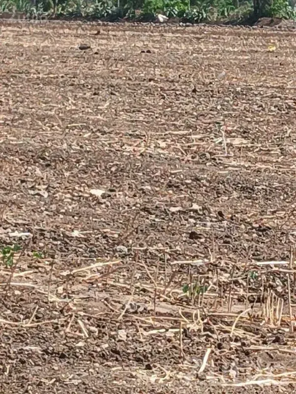 Fertile Open Agricultural Land Khambhalia - જમીન અને પ્લોટ - ખંભાળિયા - Image 3