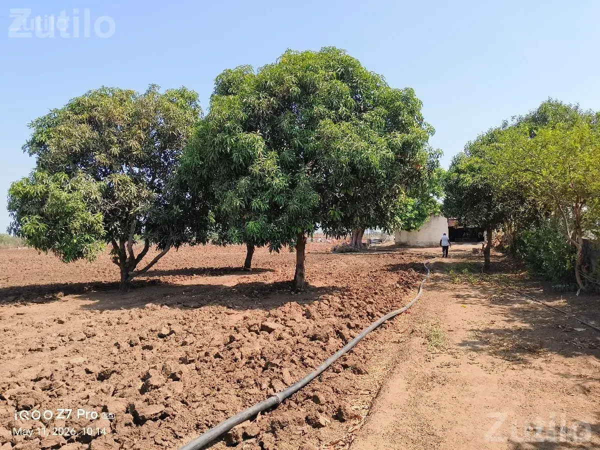 Agricultural Land for Sale with Well and Bore - Land & Plots - Junagadh City - Image 2