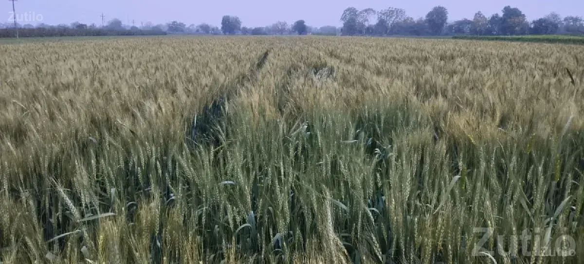42 Bigha Farm Land with House Ganod - Land & Plots - Upleta - Image 3