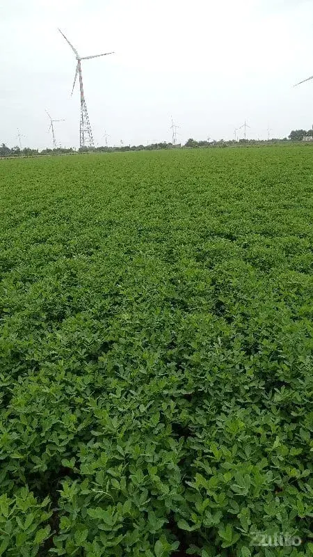 કુછડી રૉડ ટશ જમીન વૅશવાની શૅ 26વીધા - Land & Plots - Vadodara City - Image 3