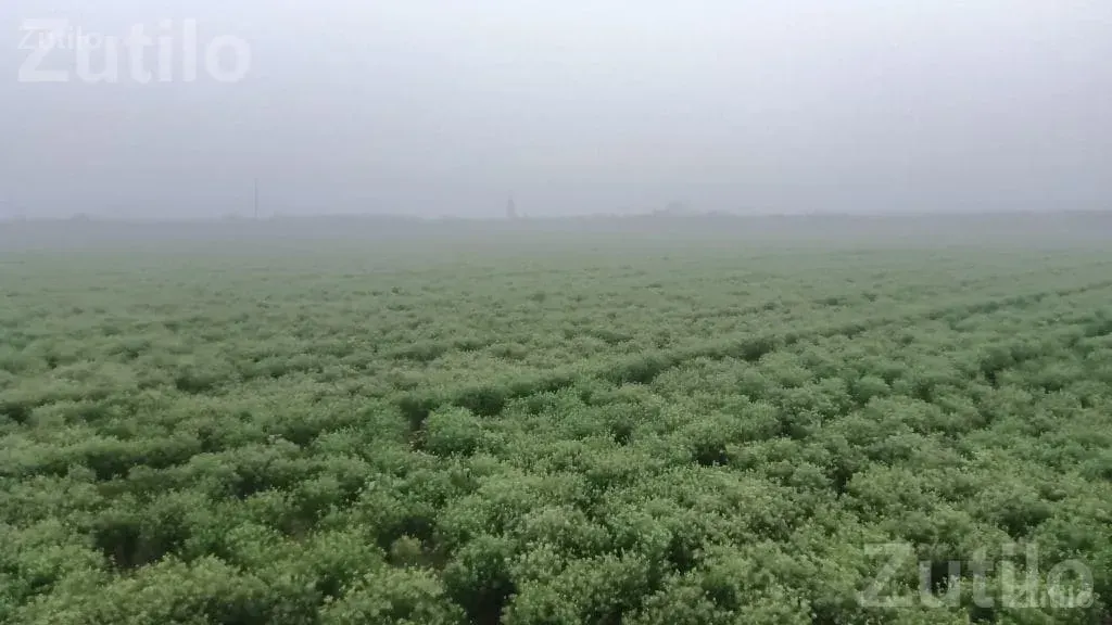 Agricultural Land Required on Lease Agreement - જમીન અને પ્લોટ - લીમખેડા - Image 5
