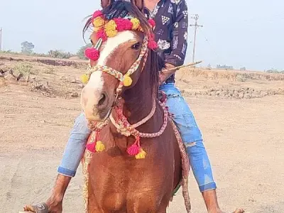 Decorated Riding Horse for Sale Decorated Riding Horse for Sale