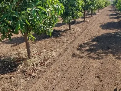 Dharampur Mango Orchard Farmland Plot Dharampur Mango Orchard Farmland Plot