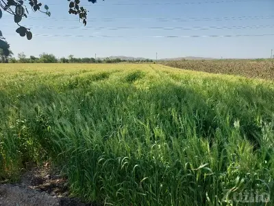 Fertile Green Farmland Plot in Kutiyana Fertile Green Farmland Plot in Kutiyana