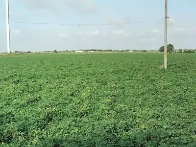 ખેતી લાયક જમીન વેચવાની છે ખેતી લાયક જમીન વેચવાની છે