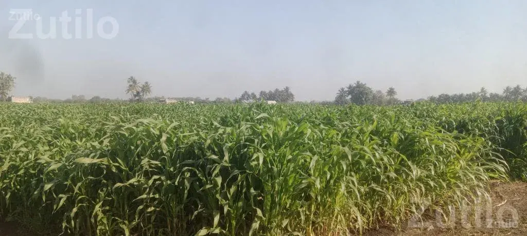 Agricultural Land with Standing Maize Crop - Land & Plots - Mangrol - Image 4