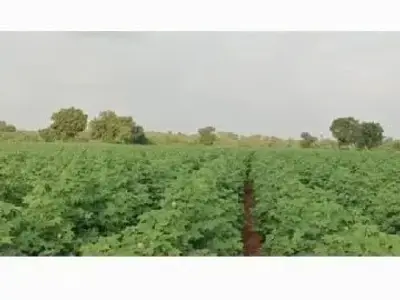 40 Vigha Fertile Agriculture Land Plot 40 Vigha Fertile Agriculture Land Plot