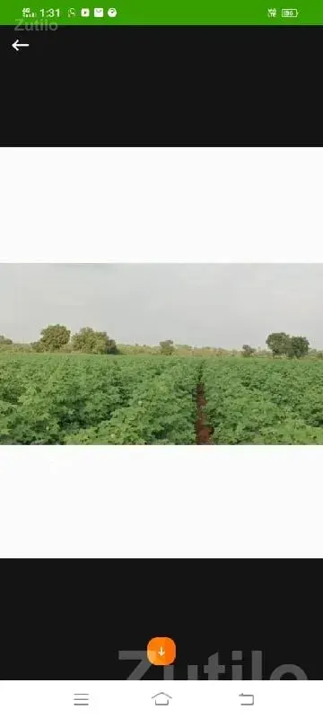 40 Vigha Fertile Agriculture Land Plot - Land & Plots - Khambha - Image 1