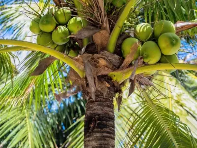 Coconut Orchard Available on Lease