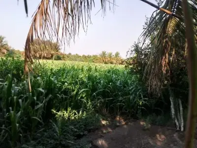 Fertile Green Agricultural Land Vanthali Fertile Green Agricultural Land Vanthali