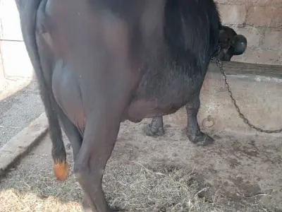 ભેંશ વેચવાની છે