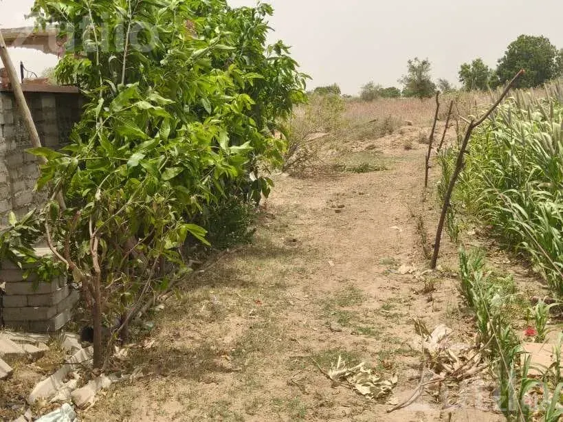 4 Acre Agricultural Land Near Main Highway - જમીન અને પ્લોટ - થરાદ - Image 2