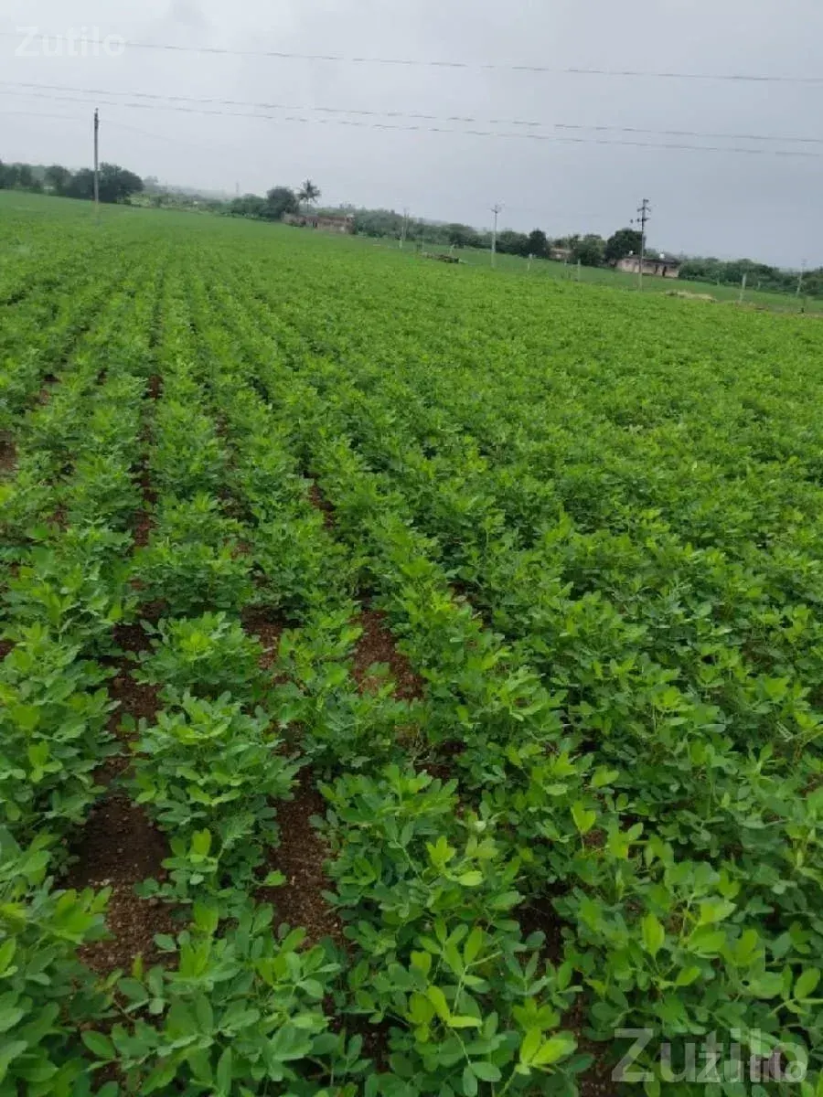 Fertile Green Farmland Plot for Sale - Land & Plots - Talala - Image 2