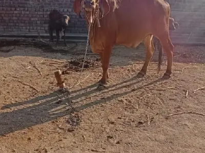 જમીન વેચવાની છે જમીન વેચવાની છે