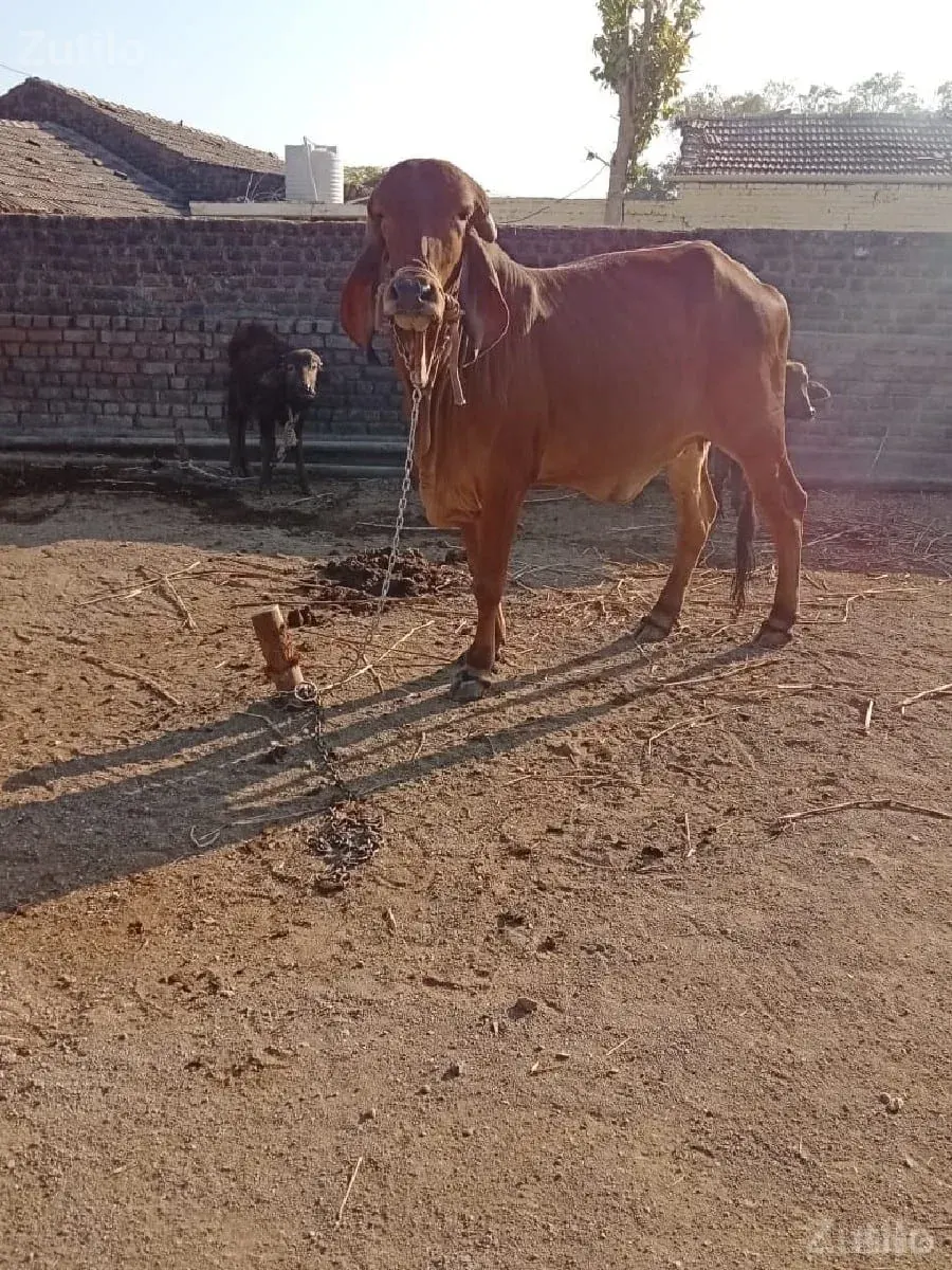 જમીન વેચવાની છે - જમીન અને પ્લોટ - ધોરાજી - Image 1