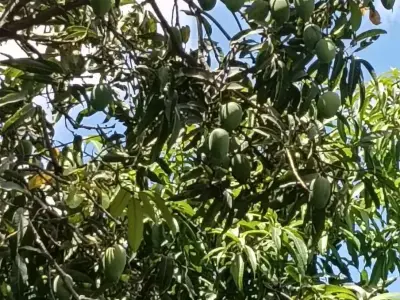 Mango Orchard Contract with 50 Trees Mango Orchard Contract with 50 Trees