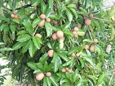 Talala Fertile Land with Chickoo Trees Talala Fertile Land with Chickoo Trees