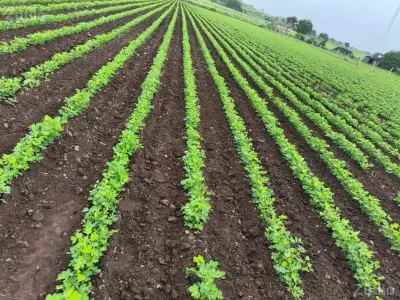 જમીન વેચવાની છે જમીન વેચવાની છે