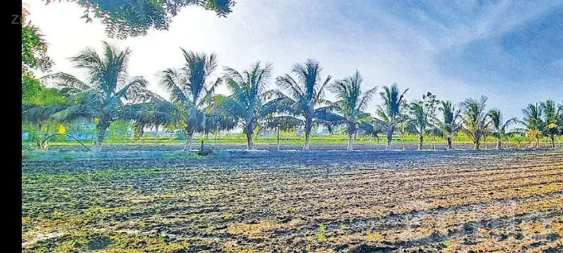 5 Bigha Fertile Agricultural Land Plot - જમીન અને પ્લોટ - ભાવનગર શહેર - Image 3