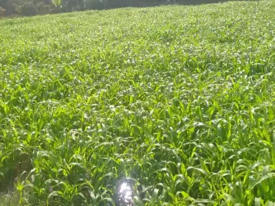જમીન વેચવાની છે જમીન વેચવાની છે