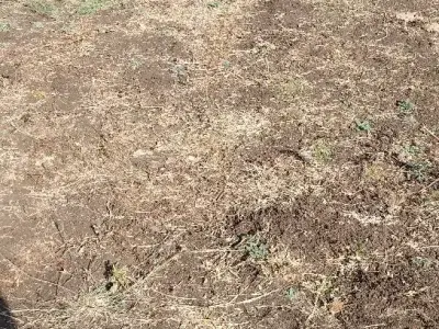 વેસવાની છે