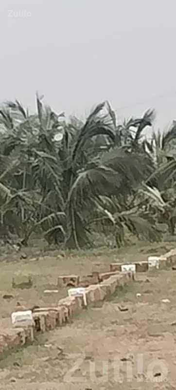 Coconut Farm Land Plot in Mangrol - Land & Plots - Mangrol - Image 3