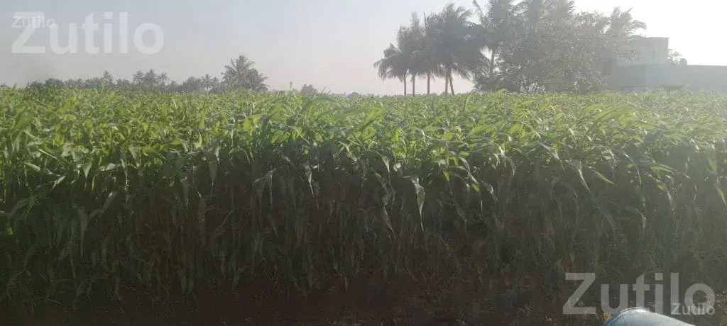 Agricultural Land with Standing Maize Crop - Land & Plots - Mangrol - Image 2