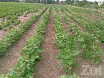 Fertile Agricultural Land for Sale Fertile Agricultural Land for Sale
