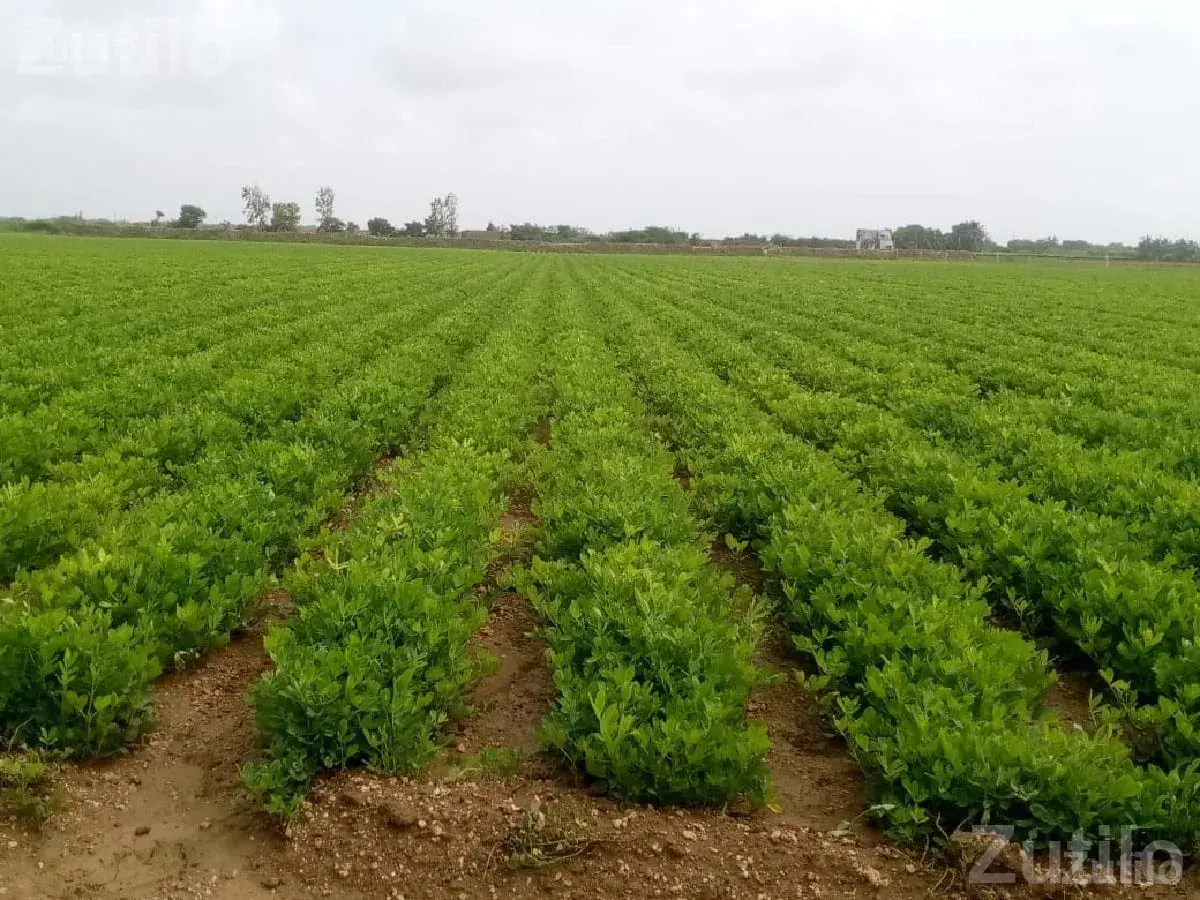14 Vigha Agricultural Land for Sale - Land & Plots - Porbandar City - Image 2