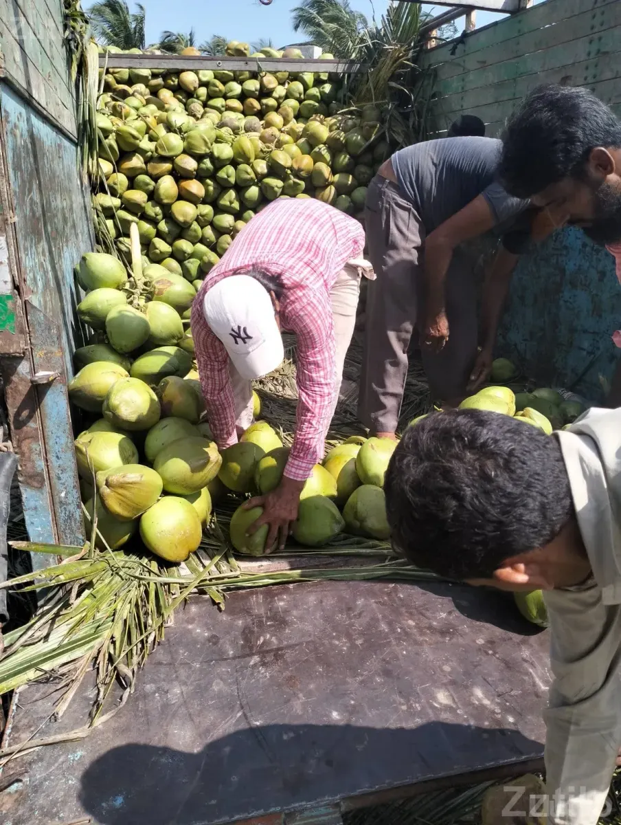 Coconut - Miscellaneous - Junagadh City - Image 2