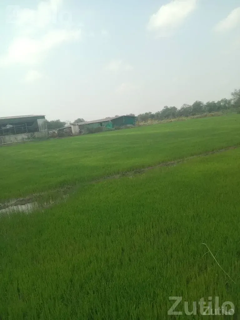 Rice Planting Labour Service Available - Labour / Helper - Olpad - Image 2