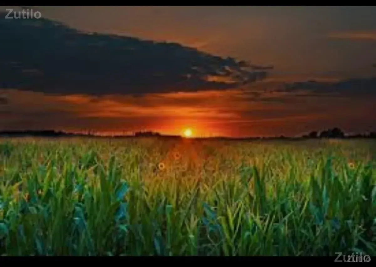 💫ગુજરાત પ્રોપર્ટી 💫 - Land & Plots - Mangrol - Image 2
